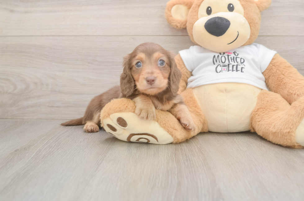 5 week old Dachshund Puppy For Sale - Florida Fur Babies