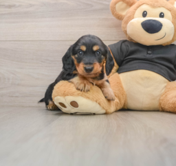 5 week old Dachshund Puppy For Sale - Florida Fur Babies