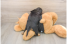 Best Dachshund Baby