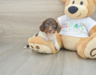 5 week old Dachshund Puppy For Sale - Florida Fur Babies