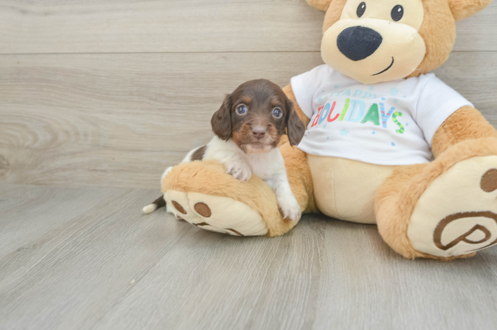 6 week old Dachshund Puppy For Sale - Florida Fur Babies