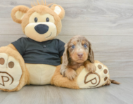 5 week old Dachshund Puppy For Sale - Florida Fur Babies