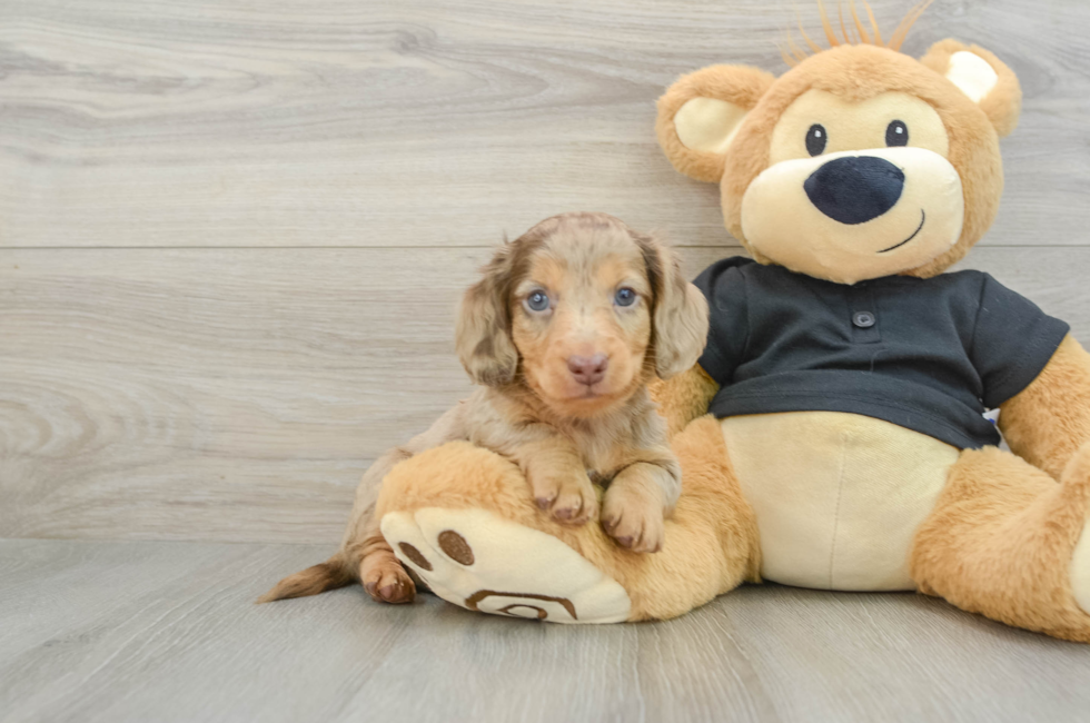 5 week old Dachshund Puppy For Sale - Florida Fur Babies