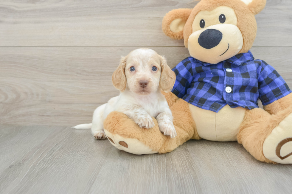 5 week old Dachshund Puppy For Sale - Florida Fur Babies