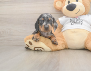 6 week old Dachshund Puppy For Sale - Florida Fur Babies