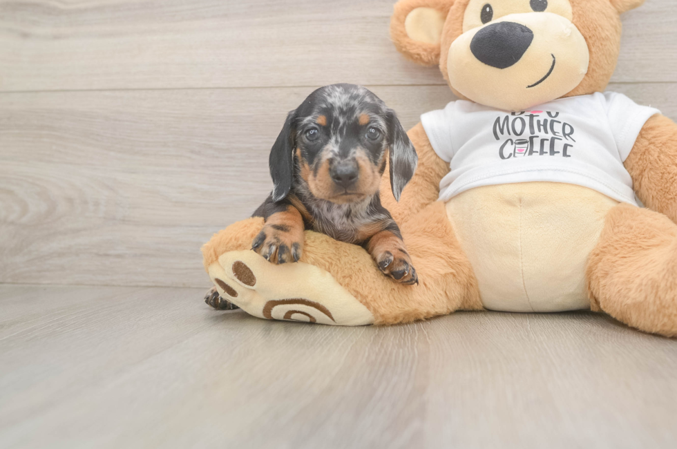 5 week old Dachshund Puppy For Sale - Florida Fur Babies