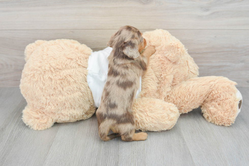 Cute Dachshund Baby