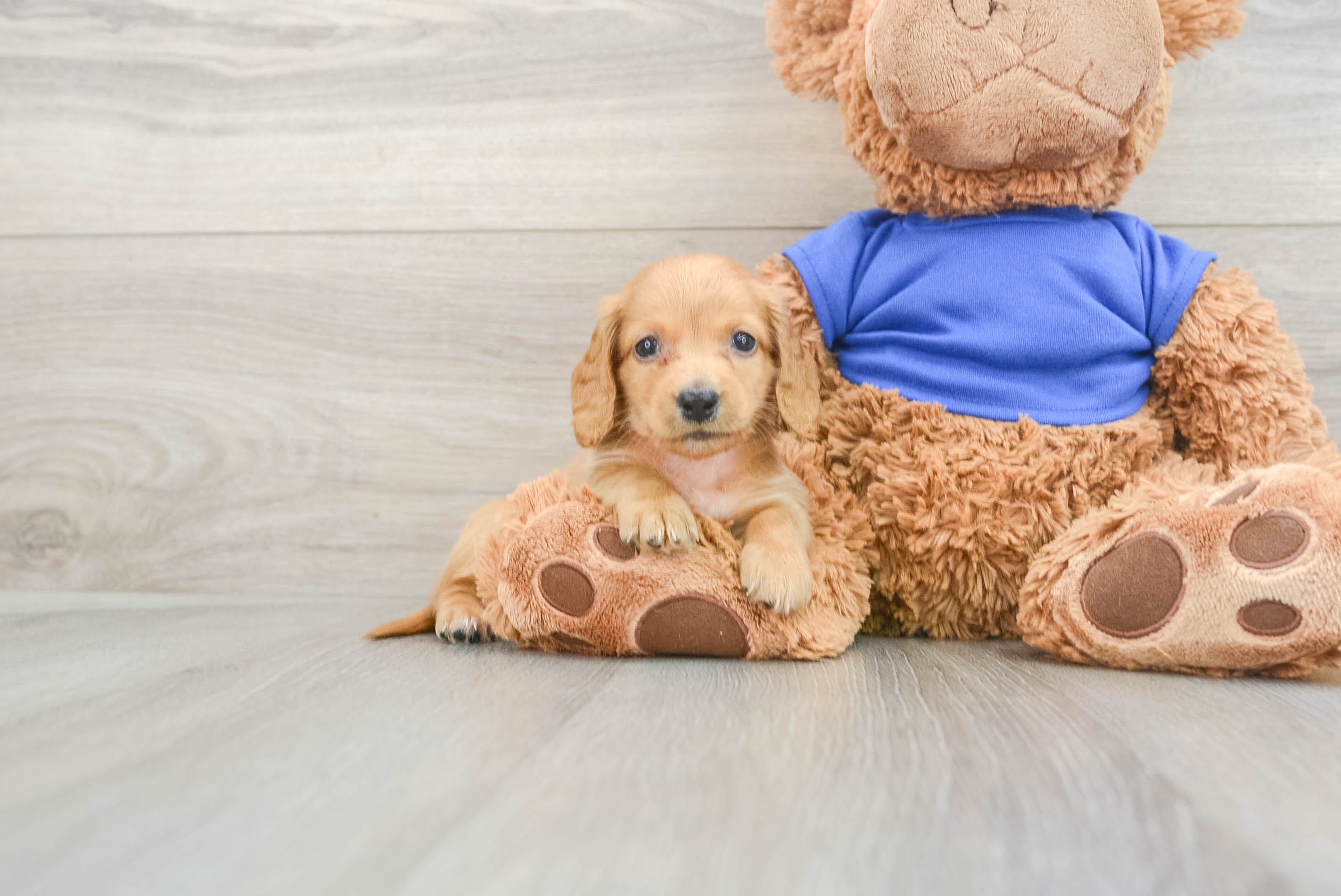 Dachshund Pup Being Cute
