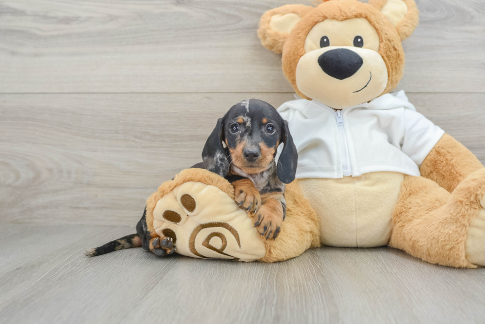 Cute Dachshund Purebred Pup