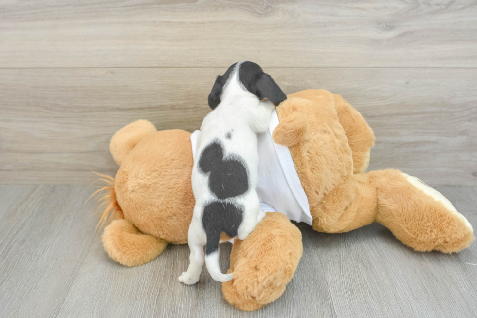 Dachshund Pup Being Cute