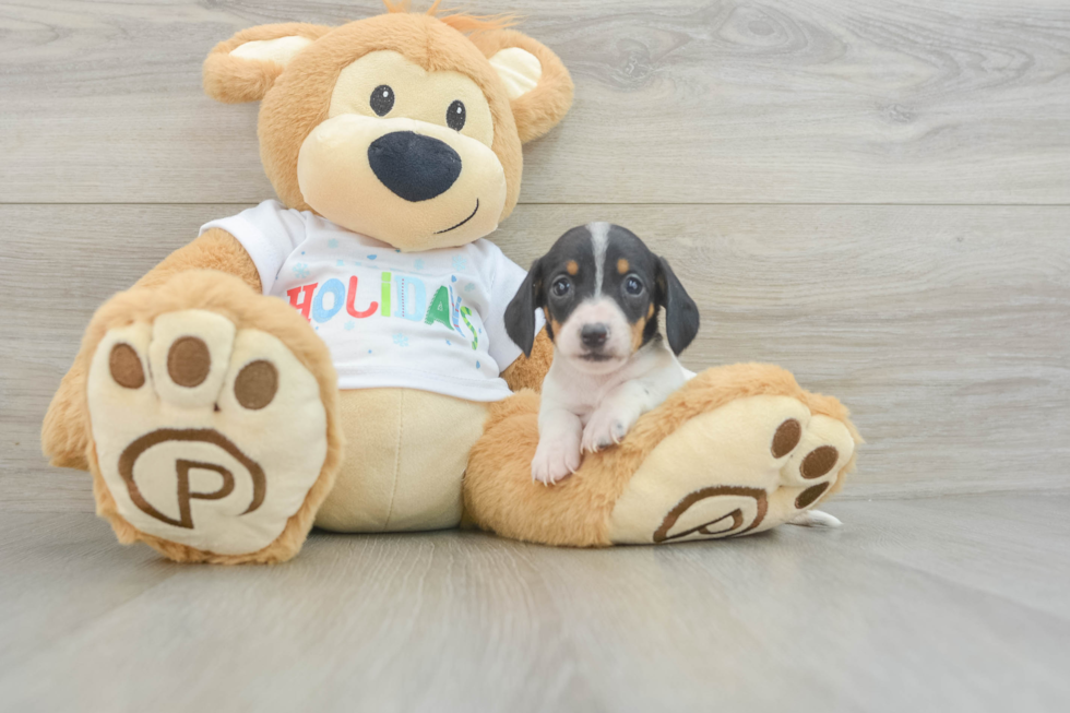 Cute Doxie Purebred Puppy