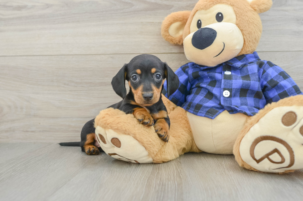 5 week old Dachshund Puppy For Sale - Florida Fur Babies