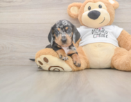 6 week old Dachshund Puppy For Sale - Florida Fur Babies