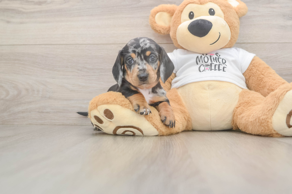5 week old Dachshund Puppy For Sale - Florida Fur Babies