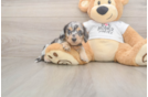 Cute Dachshund Baby