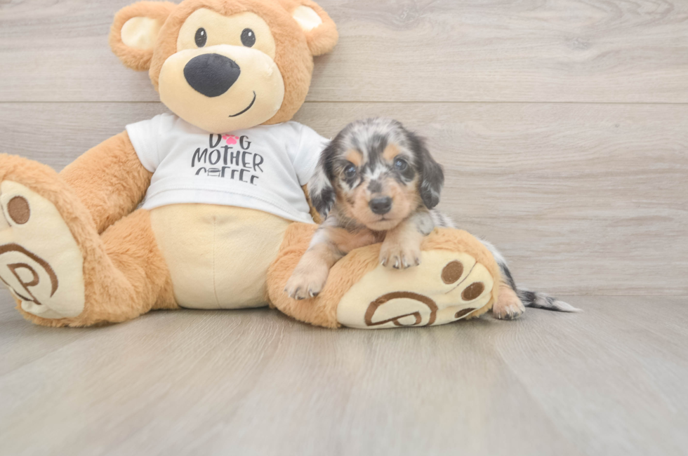 5 week old Dachshund Puppy For Sale - Florida Fur Babies