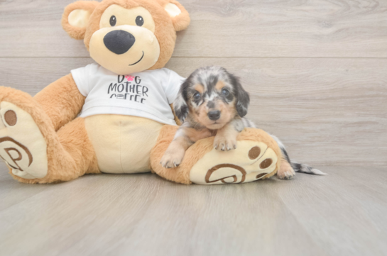 5 week old Dachshund Puppy For Sale - Florida Fur Babies Cute Dachshund Baby