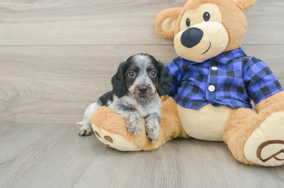 5 week old Dachshund Puppy For Sale - Florida Fur Babies