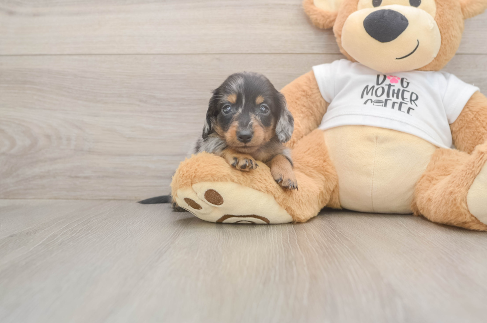 5 week old Dachshund Puppy For Sale - Florida Fur Babies