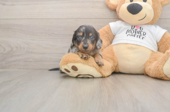 5 week old Dachshund Puppy For Sale - Florida Fur Babies Cute Doxie Purebred Puppy