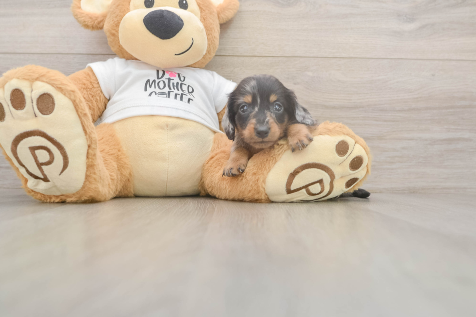 Dachshund Puppy for Adoption