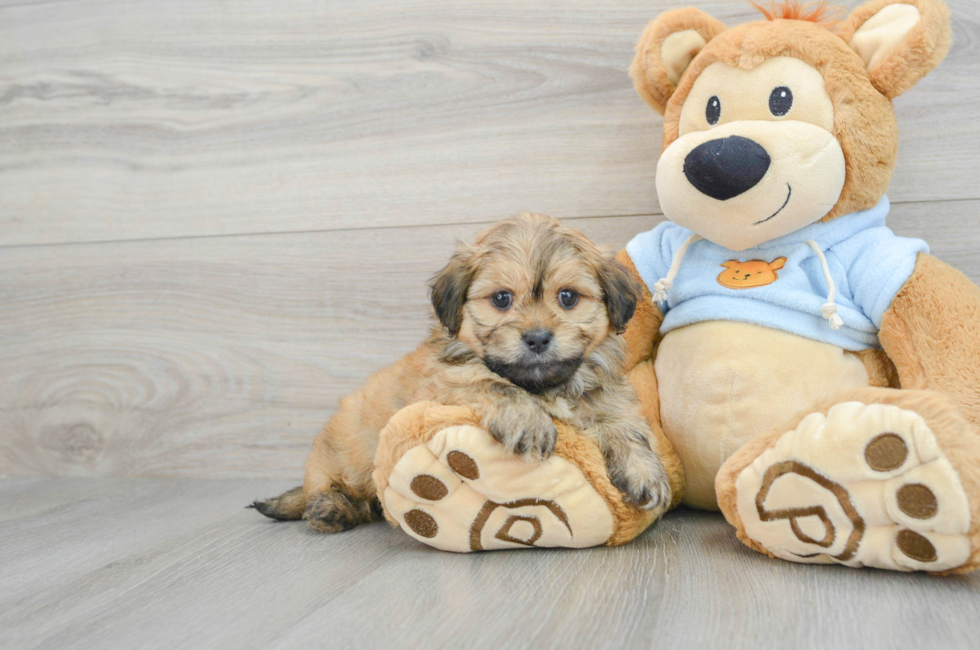 13 week old Dachshund Puppy For Sale - Florida Fur Babies