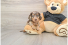 Cute Doxie Purebred Puppy
