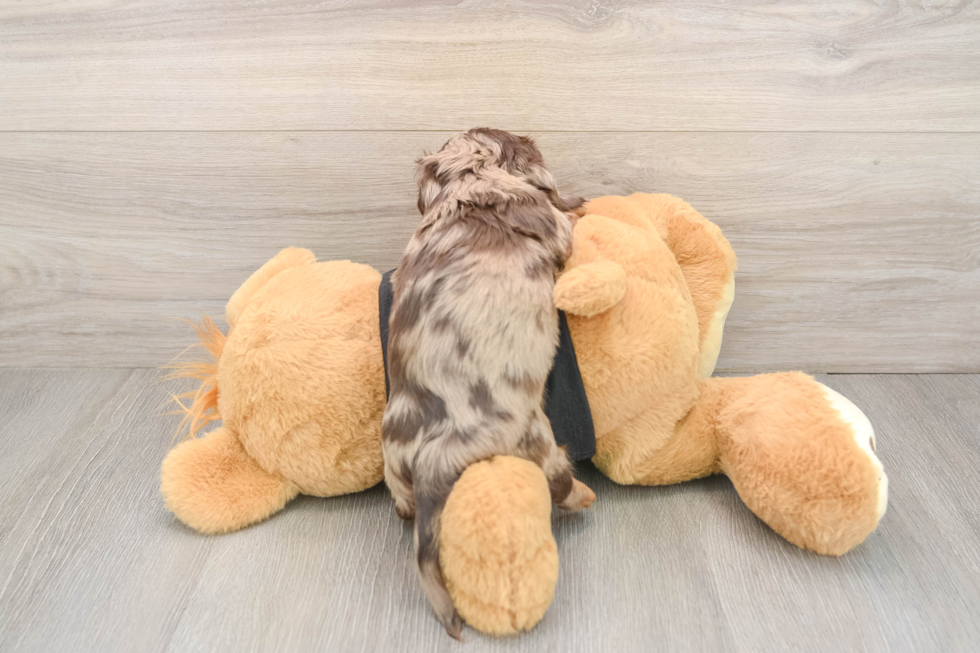 Cute Dachshund Purebred Pup