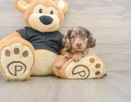 5 week old Dachshund Puppy For Sale - Florida Fur Babies