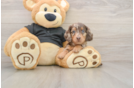 Cute Doxie Purebred Puppy