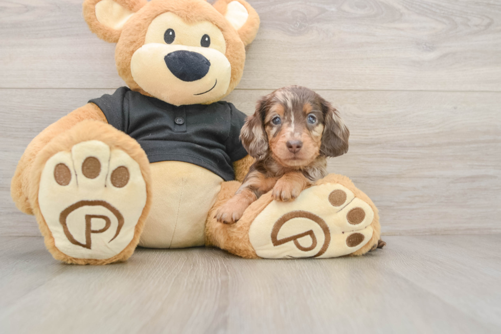 Cute Doxie Purebred Puppy