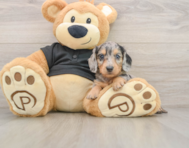 5 week old Dachshund Puppy For Sale - Florida Fur Babies