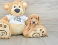 5 week old Dachshund Puppy For Sale - Florida Fur Babies