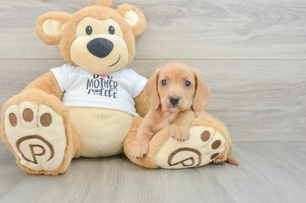 5 week old Dachshund Puppy For Sale - Florida Fur Babies