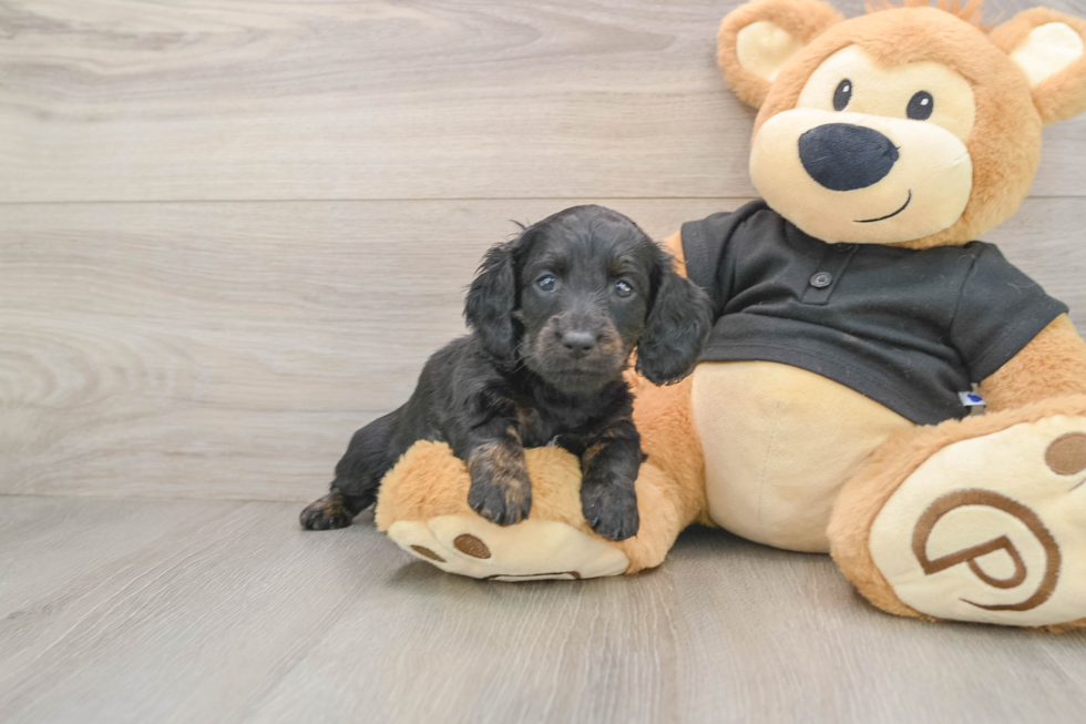 Cute Dachshund Purebred Pup