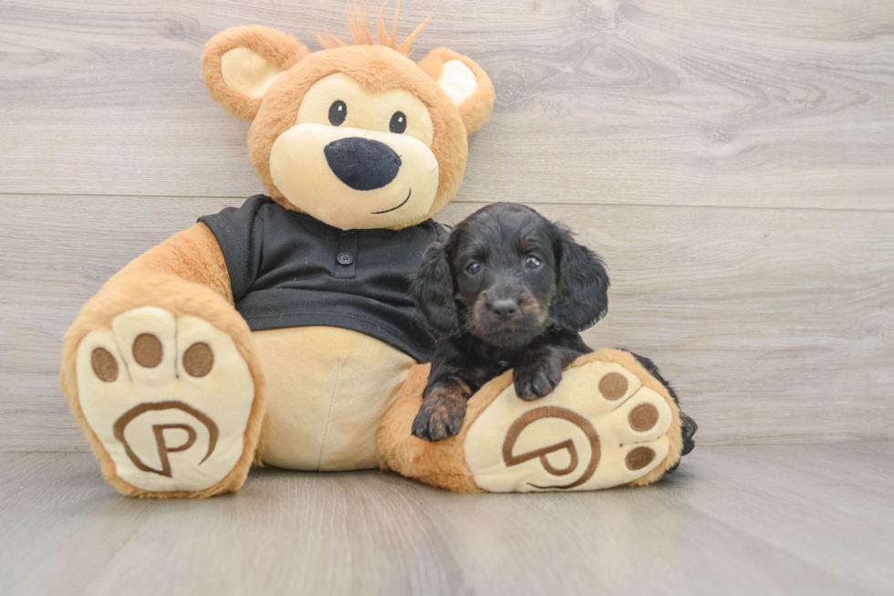 Dachshund Puppy for Adoption