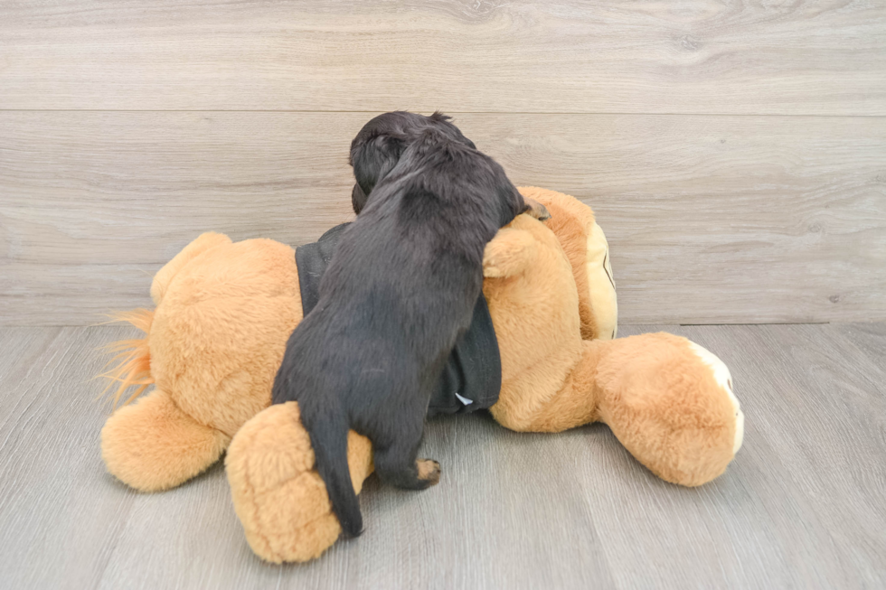 Dachshund Puppy for Adoption