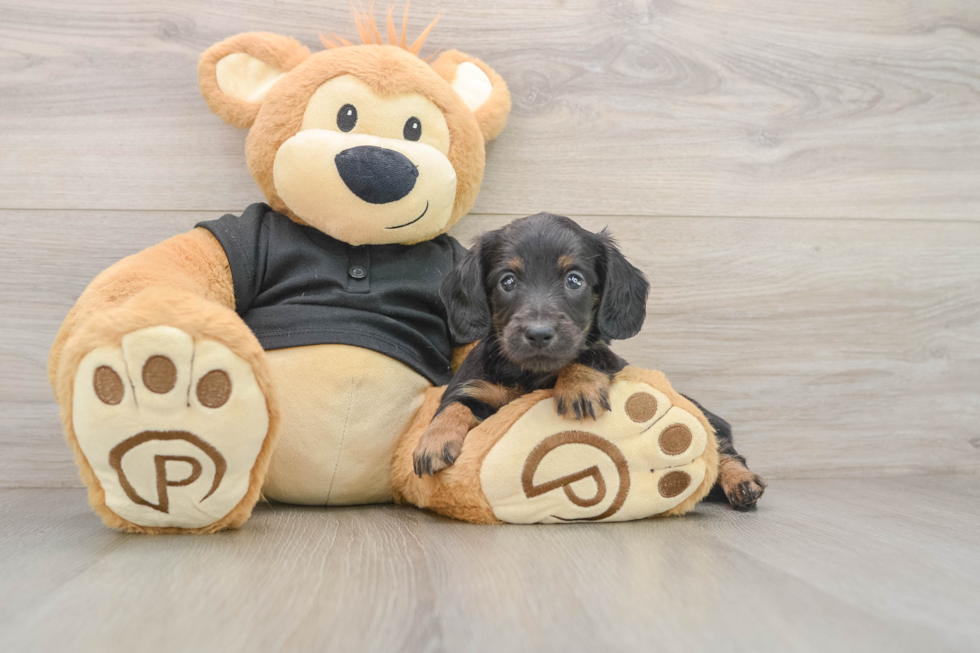 Dachshund Puppy for Adoption