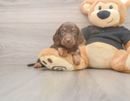 5 week old Dachshund Puppy For Sale - Florida Fur Babies