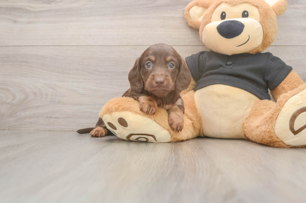 6 week old Dachshund Puppy For Sale - Florida Fur Babies
