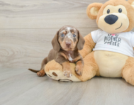 6 week old Dachshund Puppy For Sale - Florida Fur Babies