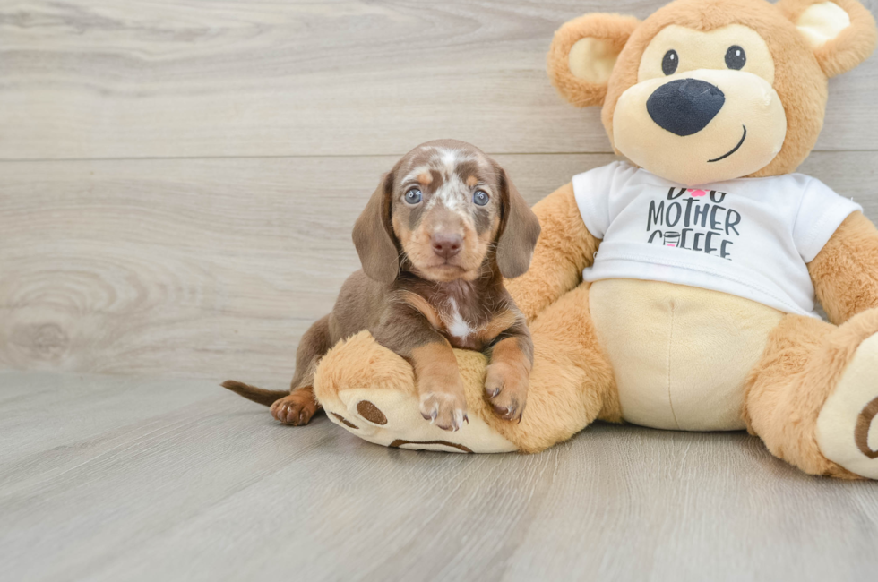 5 week old Dachshund Puppy For Sale - Florida Fur Babies