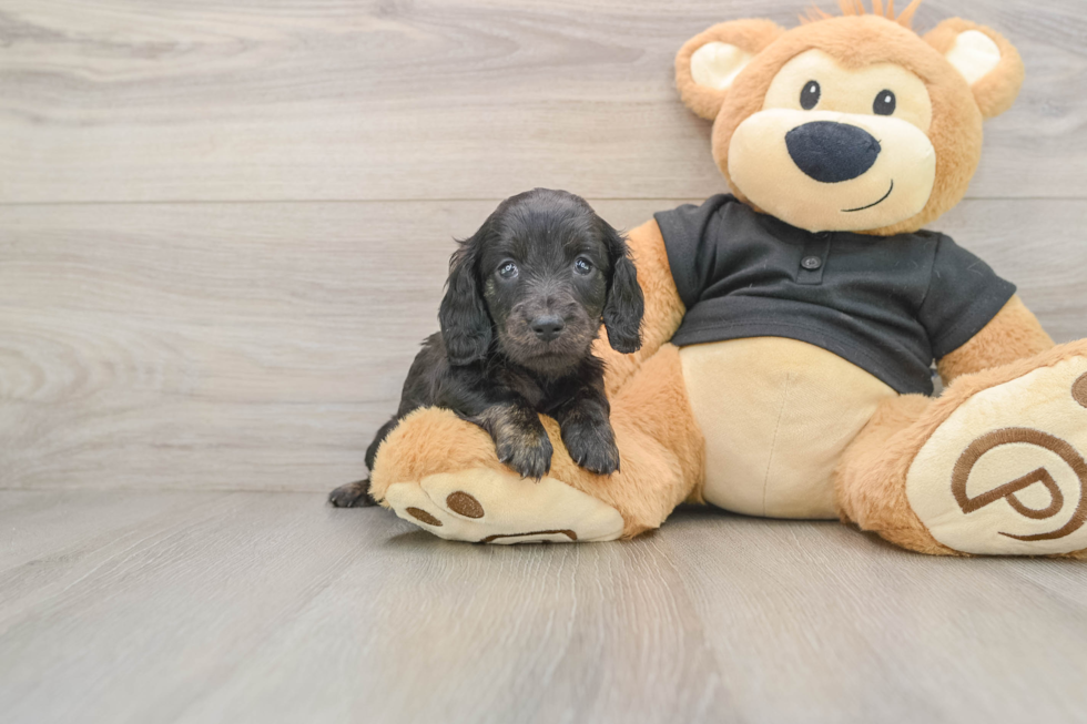 Cute Doxie Purebred Puppy