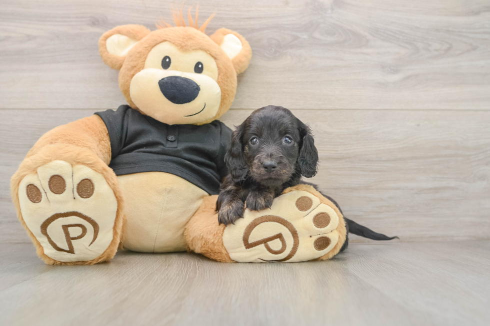 Cute Doxie Purebred Puppy