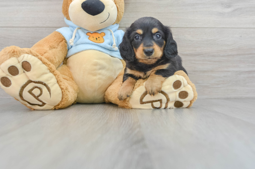 9 week old Dachshund Puppy For Sale - Florida Fur Babies