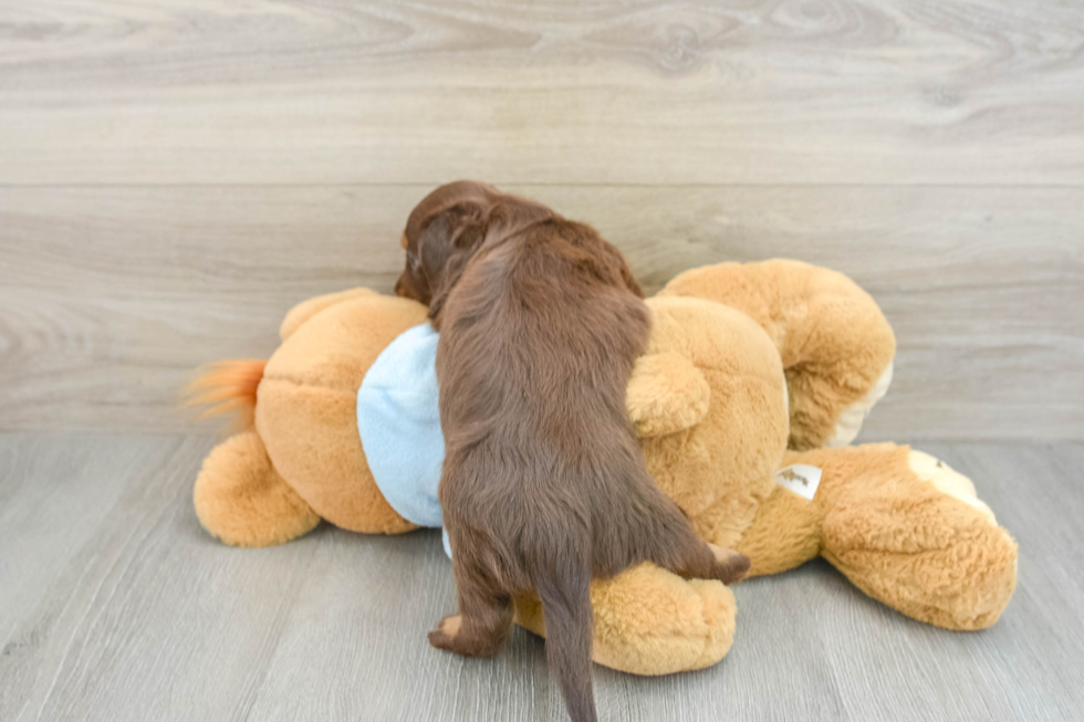 Cute Doxie Purebred Puppy