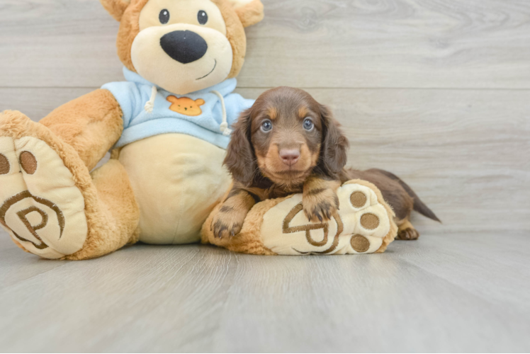 Dachshund Pup Being Cute