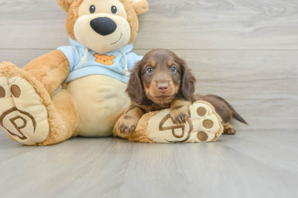 Dachshund Pup Being Cute