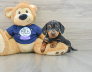 7 week old Dachshund Puppy For Sale - Florida Fur Babies