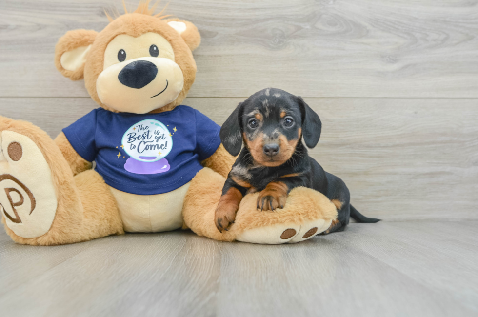 7 week old Dachshund Puppy For Sale - Florida Fur Babies